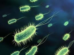 Probióticos... ¿qué sabes de ellos?
